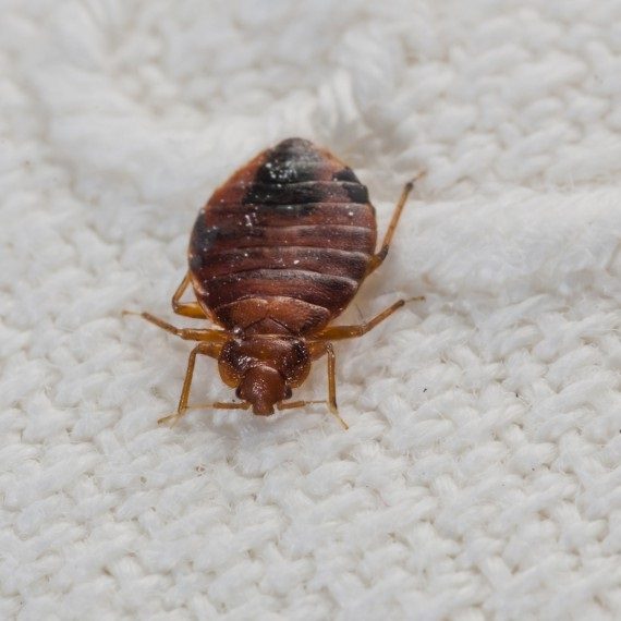 Bed Bugs, Pest Control in South Croydon, Sanderstead, Selsdon, CR2. Call Now! 020 8166 9746