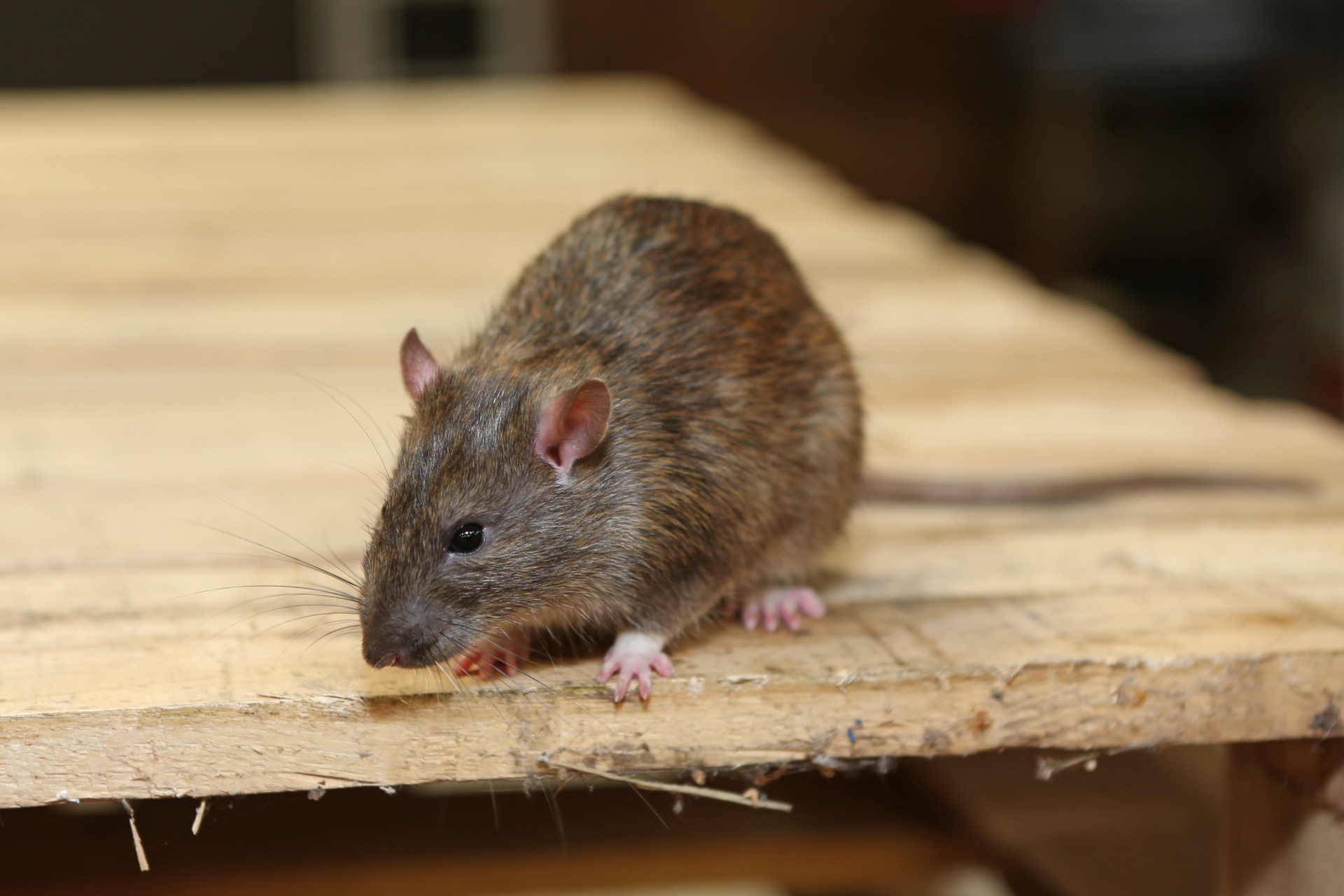 Rat extermination, Pest Control in South Croydon, Sanderstead, Selsdon, CR2. Call Now 020 8166 9746