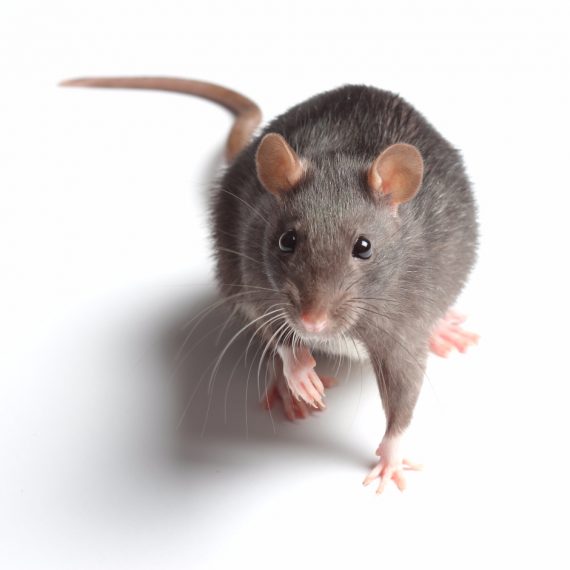 Rats, Pest Control in South Croydon, Sanderstead, Selsdon, CR2. Call Now! 020 8166 9746