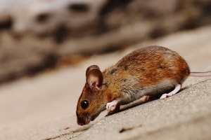 Mouse extermination, Pest Control in South Croydon, Sanderstead, Selsdon, CR2. Call Now 020 8166 9746