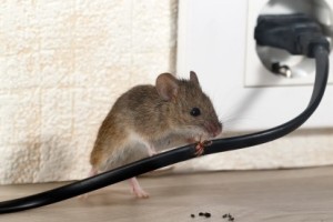 Mice Control, Pest Control in South Croydon, Sanderstead, Selsdon, CR2. Call Now 020 8166 9746