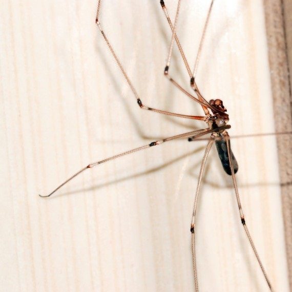 Spiders, Pest Control in South Croydon, Sanderstead, Selsdon, CR2. Call Now! 020 8166 9746