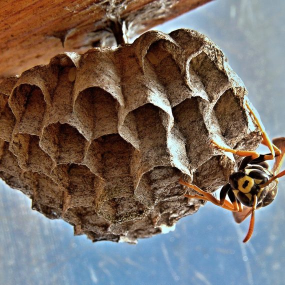 Wasps Nest, Pest Control in South Croydon, Sanderstead, Selsdon, CR2. Call Now! 020 8166 9746