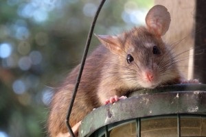 Rat Infestation, Pest Control in South Croydon, Sanderstead, Selsdon, CR2. Call Now 020 8166 9746