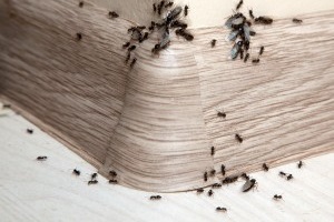 Ant Control, Pest Control in South Croydon, Sanderstead, Selsdon, CR2. Call Now 020 8166 9746