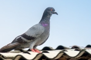 Pigeon Control, Pest Control in South Croydon, Sanderstead, Selsdon, CR2. Call Now 020 8166 9746